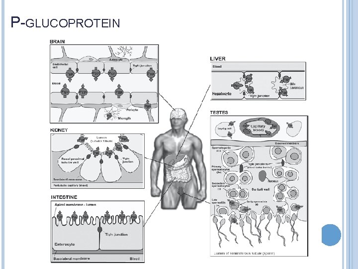 P-GLUCOPROTEIN 