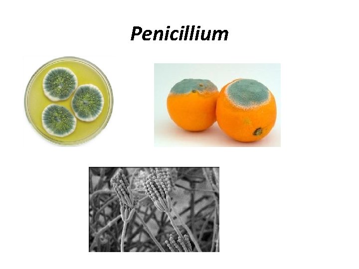 Penicillium 
