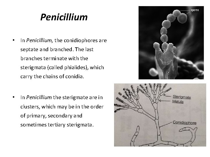 Penicillium • In Penicillium, the conidiophores are septate and branched. The last branches terminate