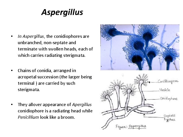 Aspergillus • In Aspergillus, the conidiophores are unbranched, non-septate and terminate with swollen heads,