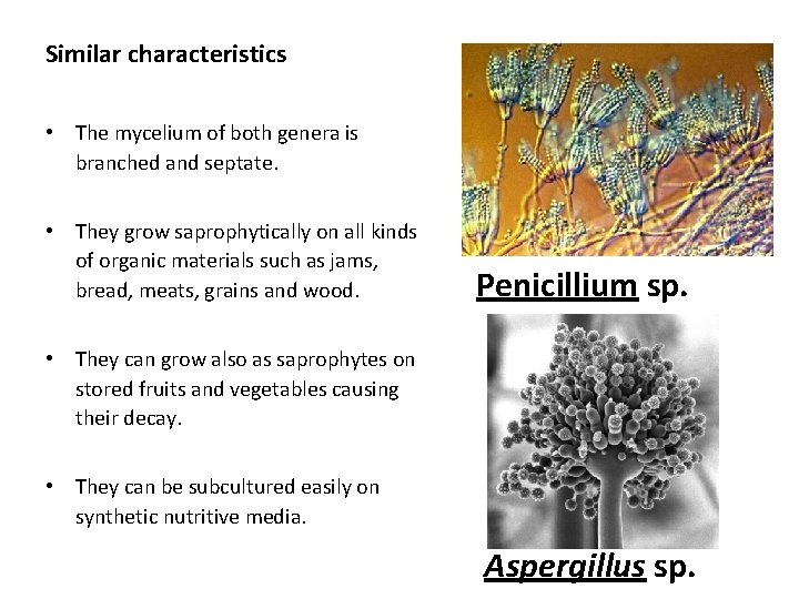 Similar characteristics • The mycelium of both genera is branched and septate. • They