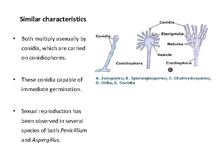 Similar characteristics • Both multiply asexually by conidia, which are carried on conidiophores. •