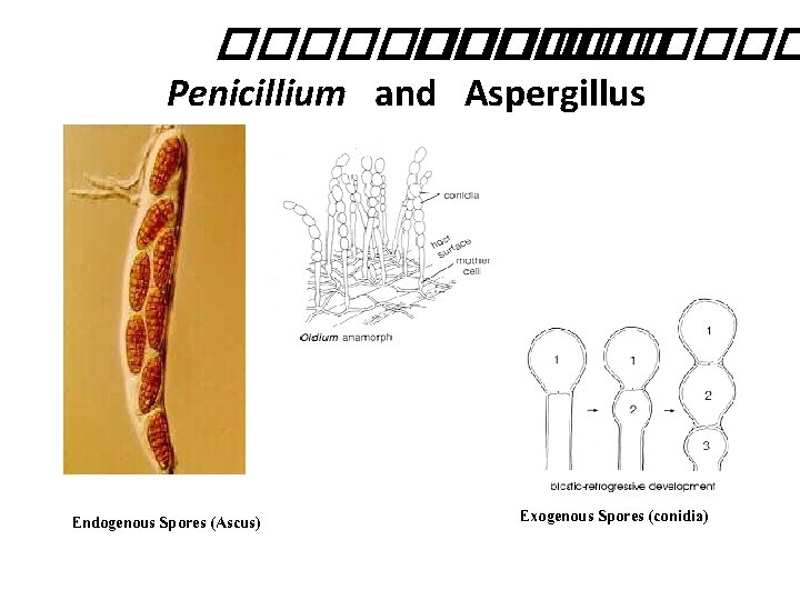 ����� ��� Penicillium and Aspergillus Endogenous Spores (Ascus) Exogenous Spores (conidia) 