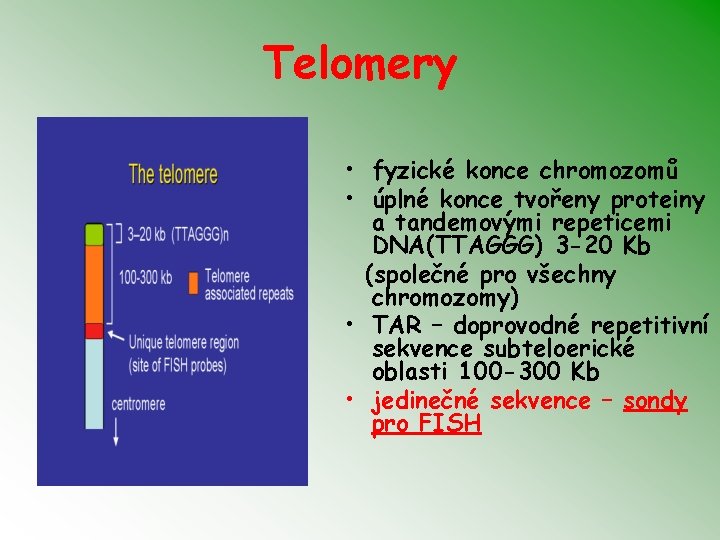 Telomery • fyzické konce chromozomů • úplné konce tvořeny proteiny a tandemovými repeticemi DNA(TTAGGG)