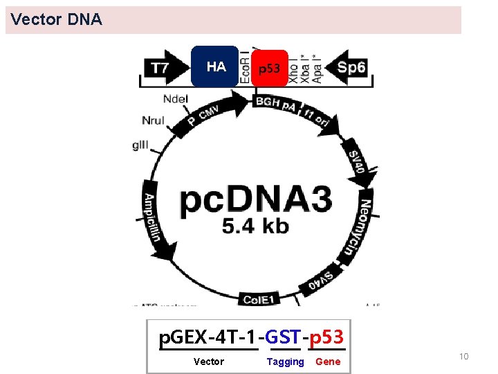 Vector DNA HA p 53 p. GEX-4 T-1 -GST-p 53 Vector Tagging Gene 10