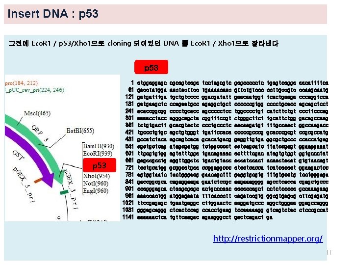 Insert DNA : p 53 그전에 Eco. R 1 / p 53/Xho 1으로 cloning