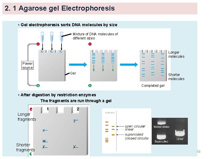 2. 1 Agarose gel Electrophoresis • Gel electrophoresis sorts DNA molecules by size Mixture