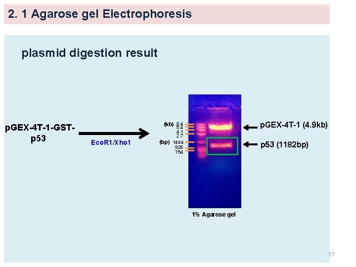 2. 1 Agarose gel Electrophoresis plasmid digestion result p. GEX-4 T-1 -GSTp 53 p.