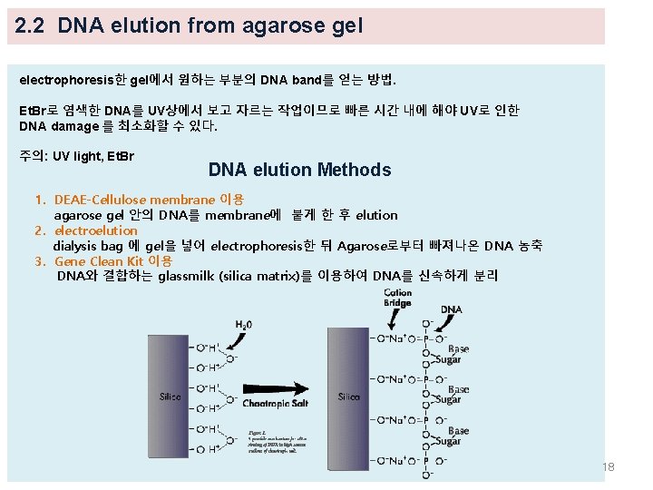 2. 2 DNA elution from agarose gel electrophoresis한 gel에서 원하는 부분의 DNA band를 얻는