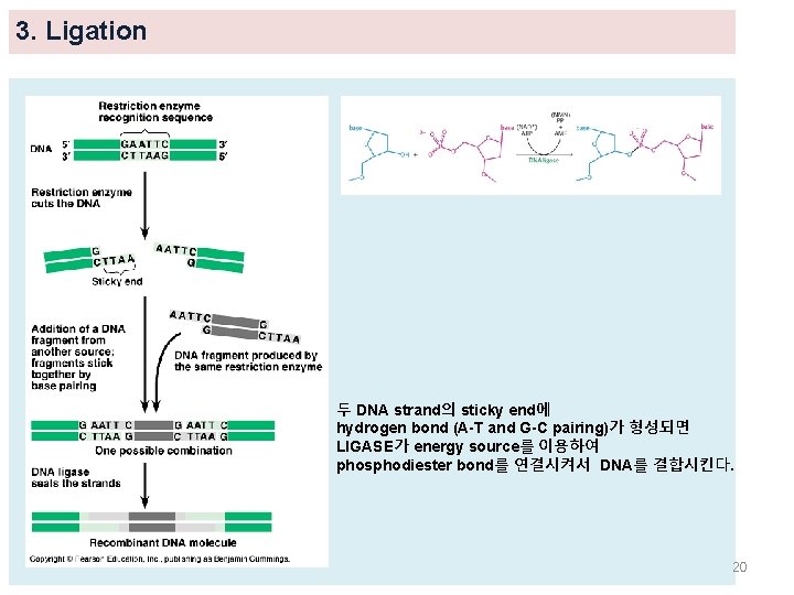 3. Ligation 두 DNA strand의 sticky end에 hydrogen bond (A-T and G-C pairing)가 형성되면