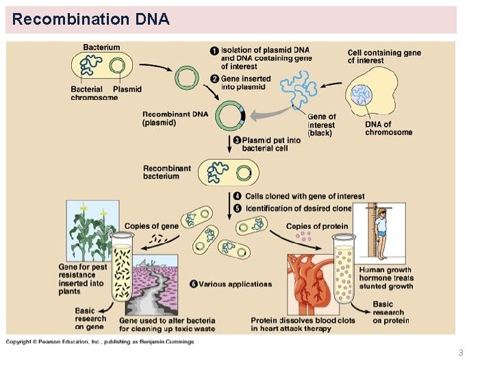 Recombination DNA 3 