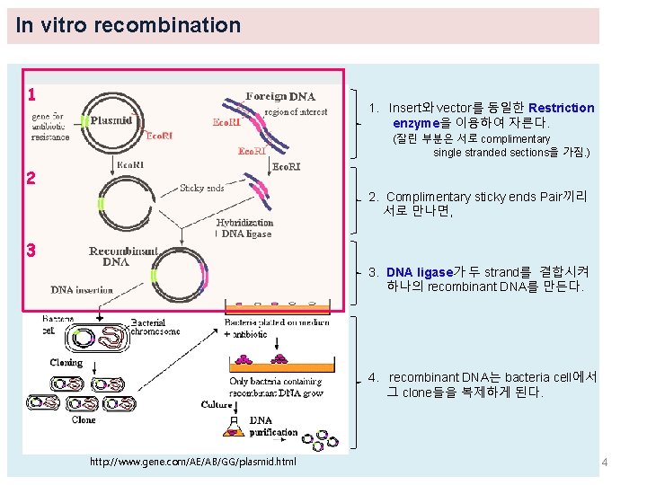 In vitro recombination 1 1. Insert와 vector를 동일한 Restriction enzyme을 이용하여 자른다. (잘린 부분은