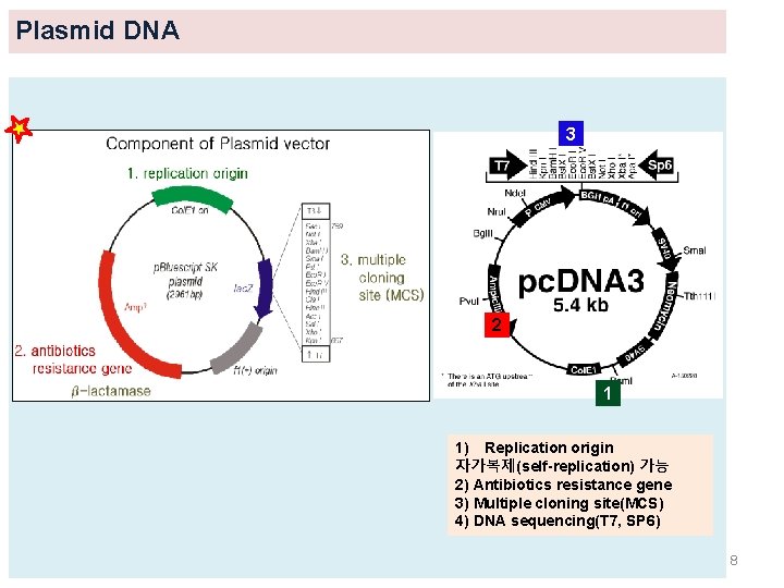 Plasmid DNA 3 2 1 1) Replication origin 자가복제(self-replication) 가능 2) Antibiotics resistance gene