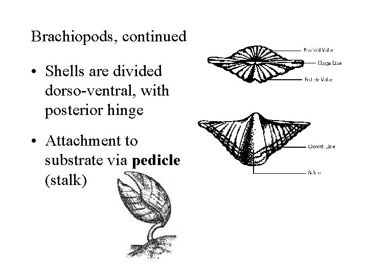 Brachiopods, continued • Shells are divided dorso-ventral, with posterior hinge • Attachment to substrate