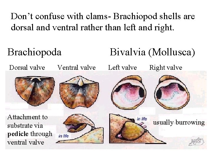 Don’t confuse with clams- Brachiopod shells are dorsal and ventral rather than left and