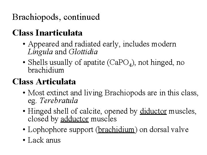 Brachiopods, continued Class Inarticulata • Appeared and radiated early, includes modern Lingula and Glottidia