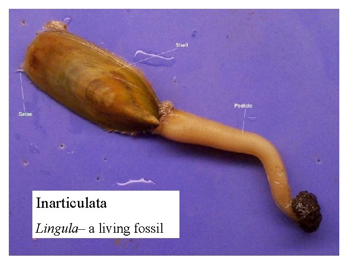 Inarticulata Lingula– a living fossil 