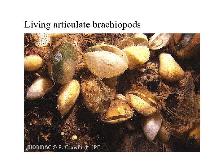 Living articulate brachiopods 