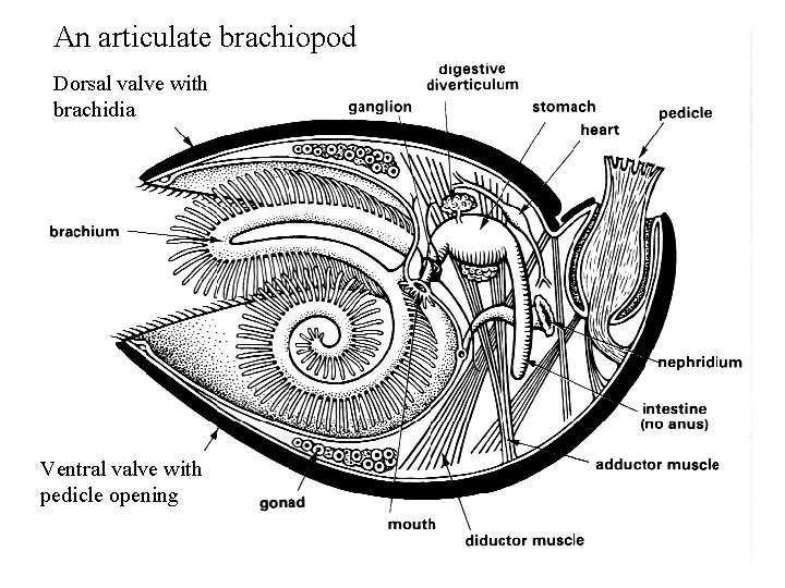 An articulate brachiopod Dorsal valve with brachidia Ventral valve with pedicle opening 