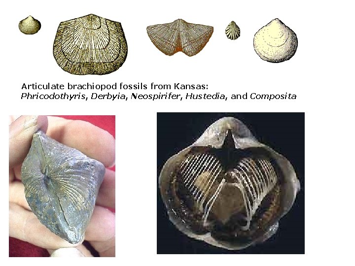 Articulate brachiopod fossils from Kansas: Phricodothyris, Derbyia, Neospirifer, Hustedia, and Composita 