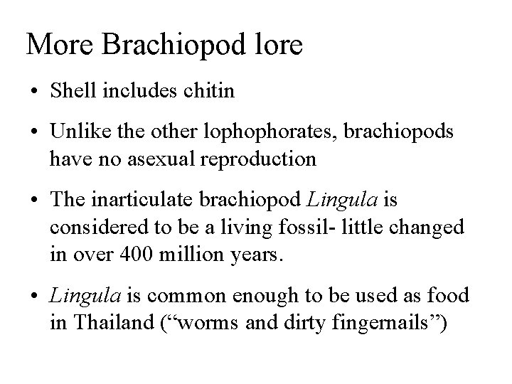 More Brachiopod lore • Shell includes chitin • Unlike the other lophophorates, brachiopods have