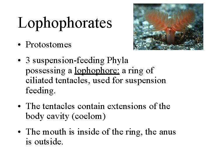 Lophophorates • Protostomes • 3 suspension-feeding Phyla possessing a lophophore: a ring of ciliated