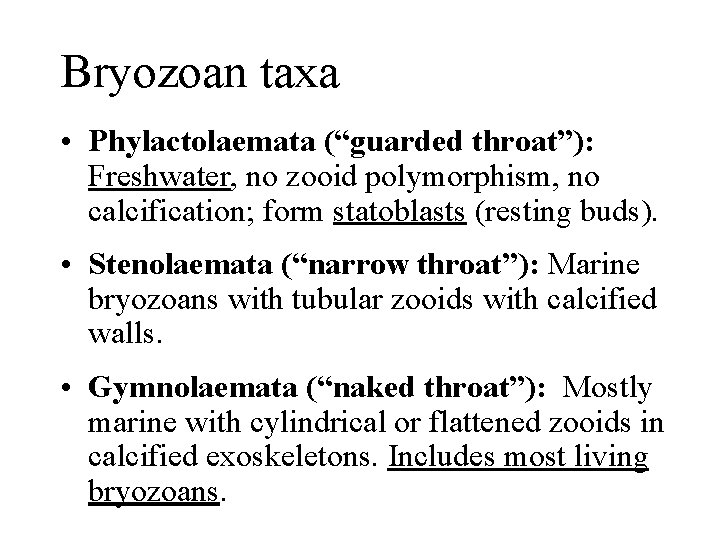 Bryozoan taxa • Phylactolaemata (“guarded throat”): Freshwater, no zooid polymorphism, no calcification; form statoblasts