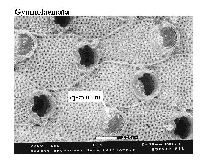 Gymnolaemata operculum 
