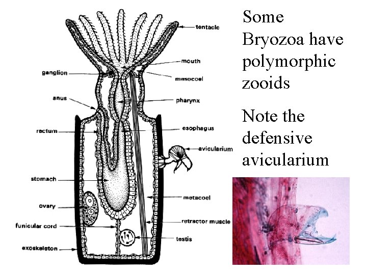 Some Bryozoa have polymorphic zooids Note the defensive avicularium 