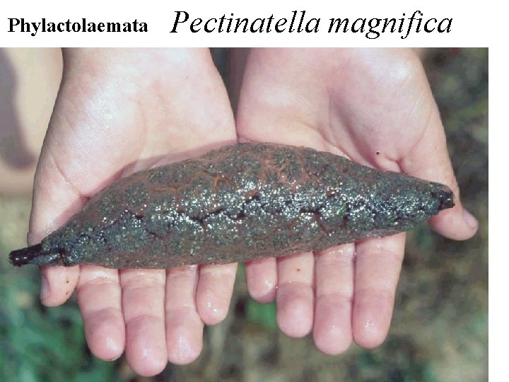 Phylactolaemata Pectinatella magnifica 