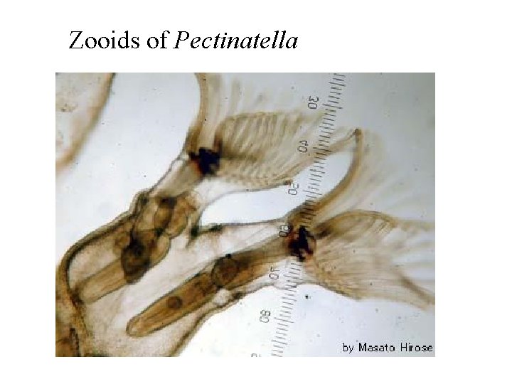Zooids of Pectinatella 