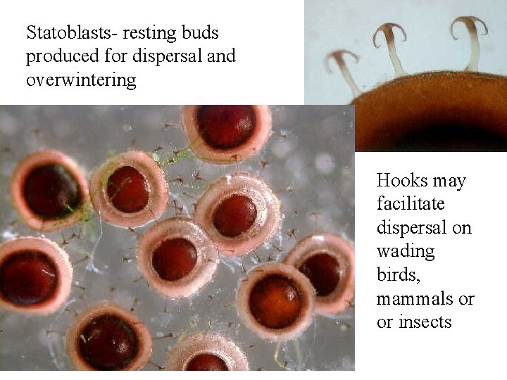 Statoblasts- resting buds produced for dispersal and overwintering Hooks may facilitate dispersal on wading