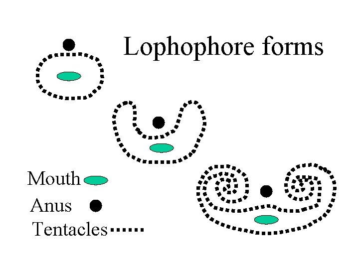 Lophophore forms Mouth Anus Tentacles 