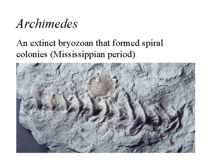 Archimedes An extinct bryozoan that formed spiral colonies (Mississippian period) 