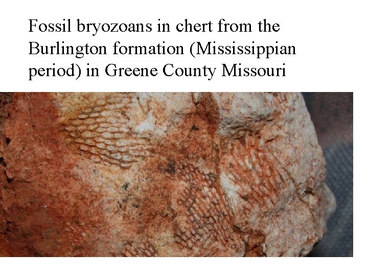 Fossil bryozoans in chert from the Burlington formation (Mississippian period) in Greene County Missouri