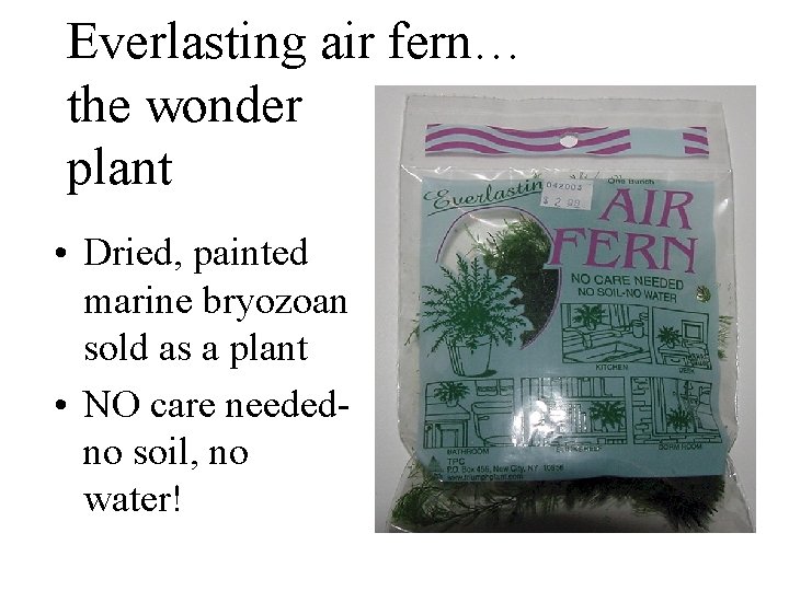 Everlasting air fern… the wonder plant • Dried, painted marine bryozoan sold as a