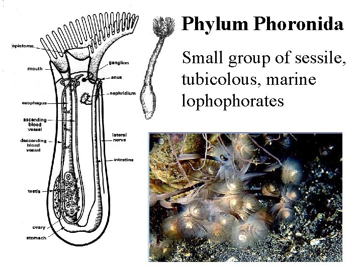 Phylum Phoronida Small group of sessile, tubicolous, marine lophophorates 