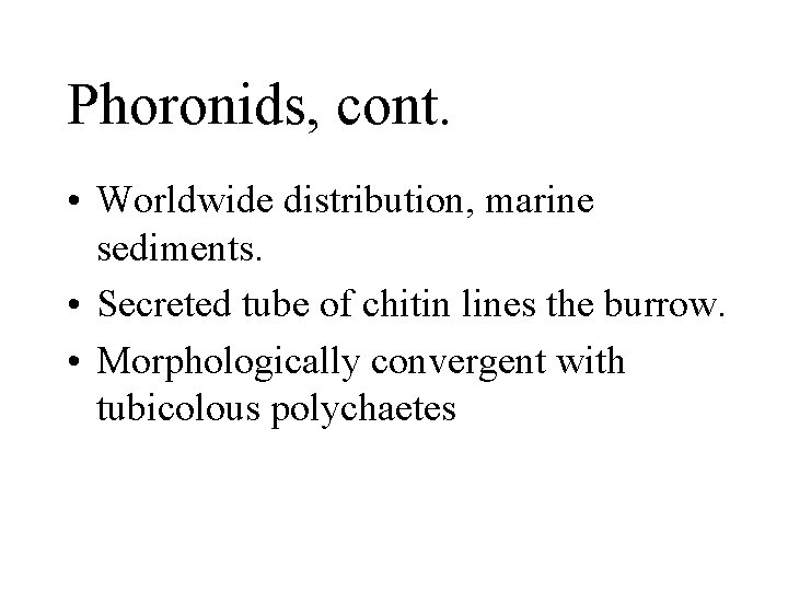 Phoronids, cont. • Worldwide distribution, marine sediments. • Secreted tube of chitin lines the