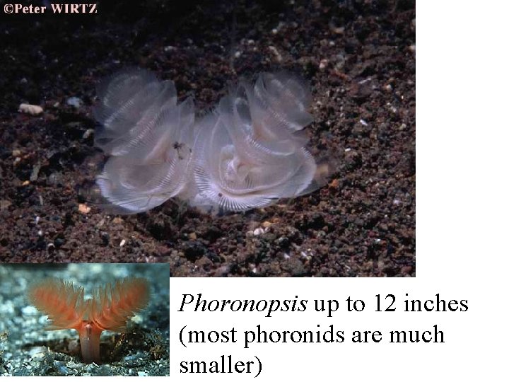 Phoronopsis up to 12 inches (most phoronids are much smaller) 
