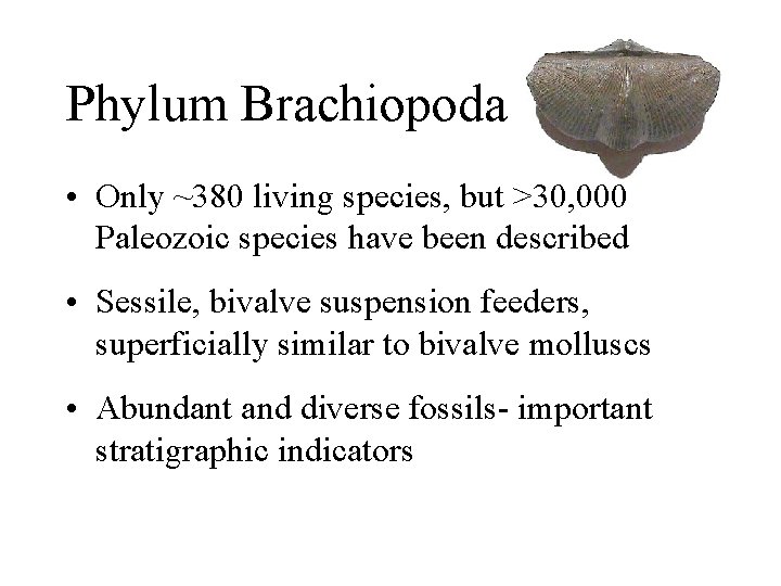 Phylum Brachiopoda • Only ~380 living species, but >30, 000 Paleozoic species have been