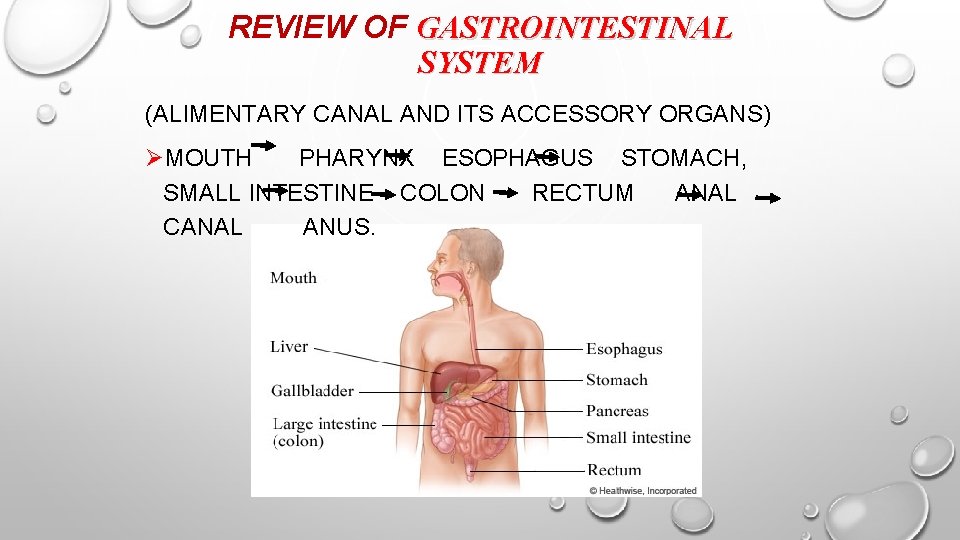 REVIEW OF GASTROINTESTINAL SYSTEM (ALIMENTARY CANAL AND ITS ACCESSORY ORGANS) ØMOUTH PHARYNX ESOPHAGUS STOMACH,