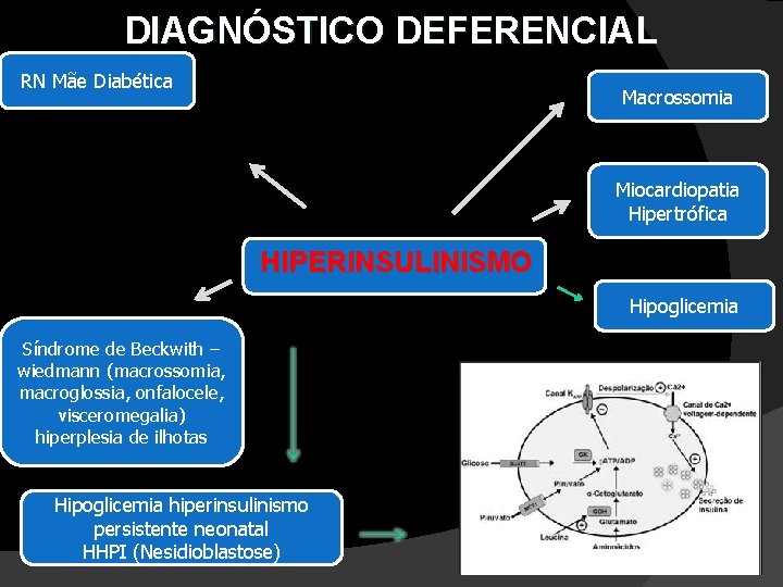 DIAGNÓSTICO DEFERENCIAL RN Mãe Diabética Macrossomia Miocardiopatia Hipertrófica HIPERINSULINISMO Hipoglicemia Síndrome de Beckwith –