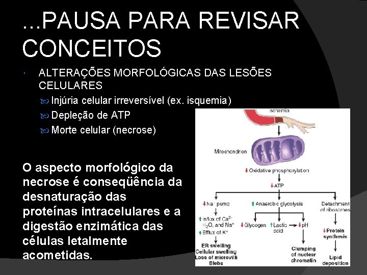 . . . PAUSA PARA REVISAR CONCEITOS ALTERAÇÕES MORFOLÓGICAS DAS LESÕES CELULARES Injúria celular