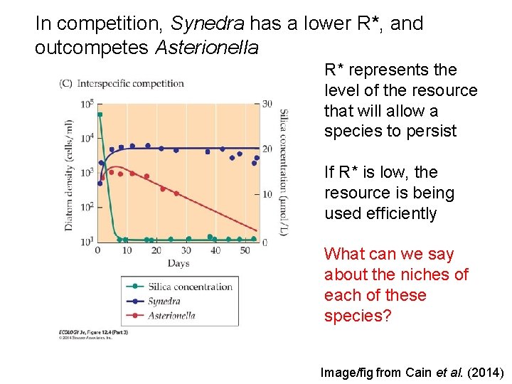 In competition, Synedra has a lower R*, and outcompetes Asterionella R* represents the level