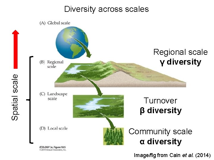 Diversity across scales Spatial scale Regional scale γ diversity Turnover β diversity Community scale