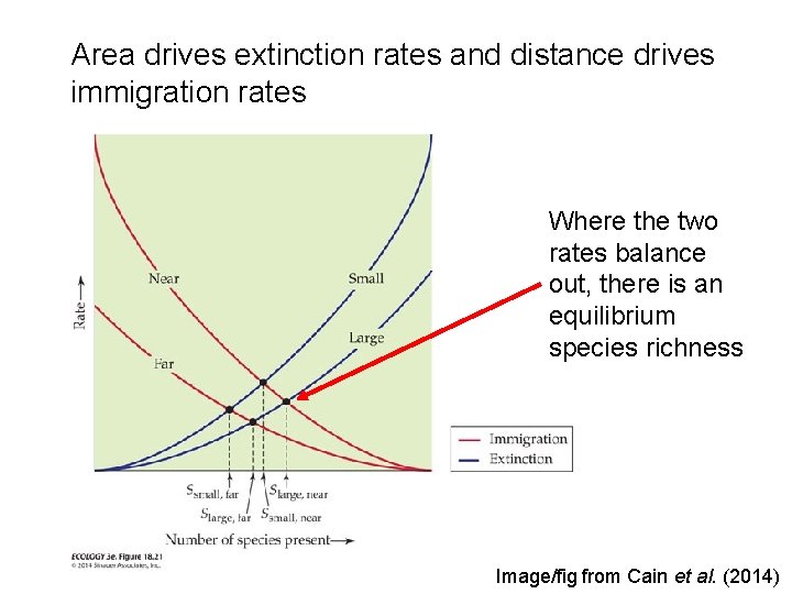 Area drives extinction rates and distance drives immigration rates Where the two rates balance