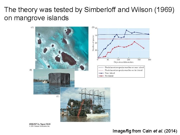 The theory was tested by Simberloff and Wilson (1969) on mangrove islands Image/fig from