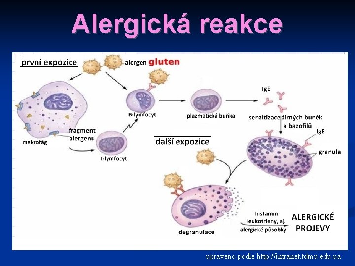 Alergická reakce upraveno podle http: //intranet. tdmu. edu. ua 