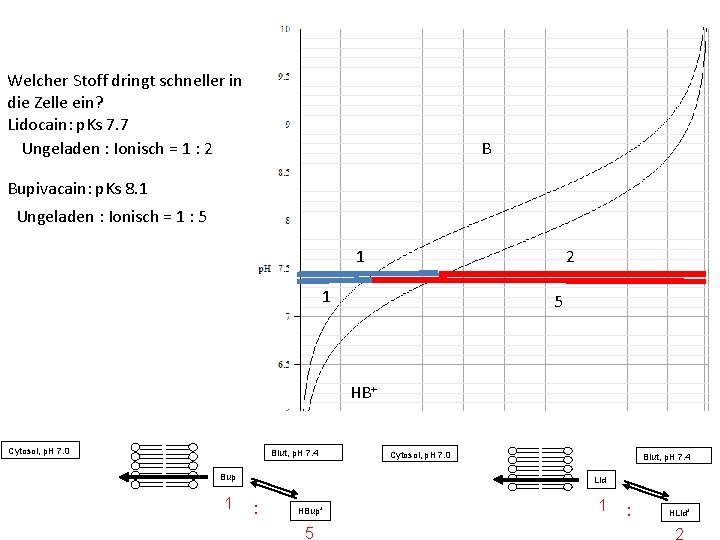 Welcher Stoff dringt schneller in die Zelle ein? Lidocain: p. Ks 7. 7 Ungeladen
