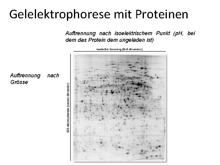 Gelelektrophorese mit Proteinen Auftrennung nach isoelektrischem Punkt (p. H, bei dem das Protein dem